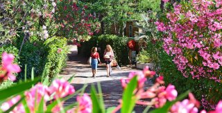 la vegetation du camping