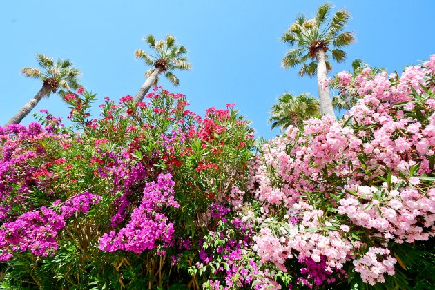 fleurs au camping la baume